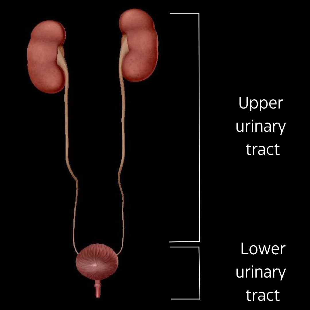 tmi-about-the-uti-all-about-urinary-tract-infections